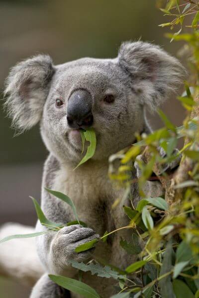 Koala with eucalyputs in mouth