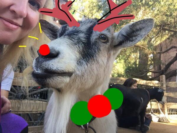 Disneyland Goats Christmas