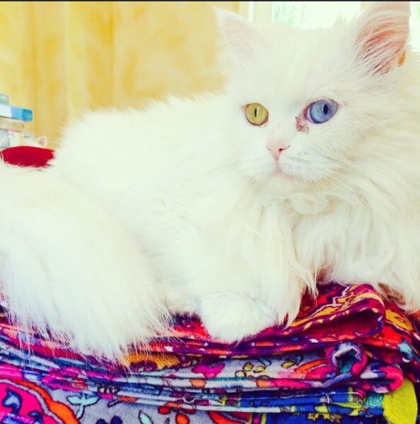 throw pillows from plush towels