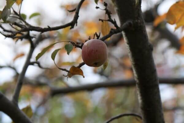 apple at snow line orchards in Oak Glen 