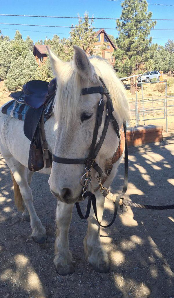 Oscar - a trail riding horse from Baldwin Stables