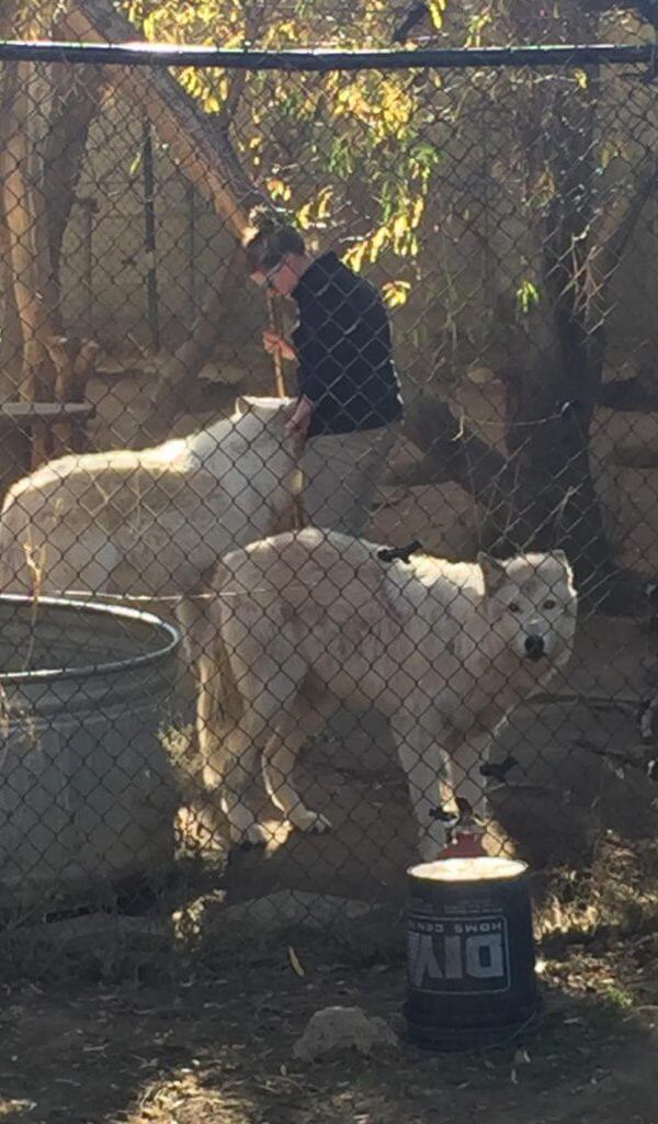 Timber Wolves at Big Bear Alpine Zoo