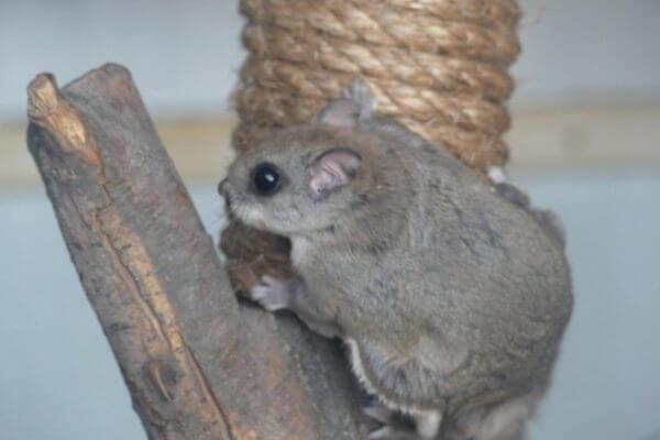 flying squirrels at big bear alpine zoo