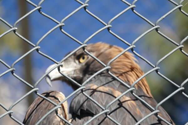 golden eagle at big bear alpine zoo