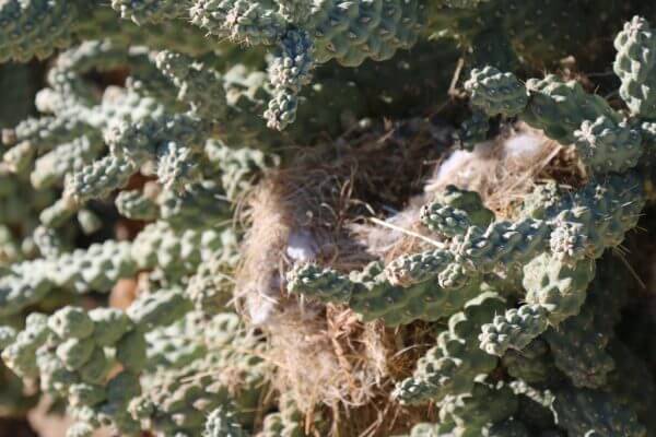 birdsnest-cactus