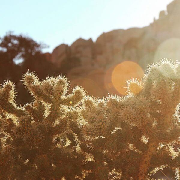 cactus in joshua tree