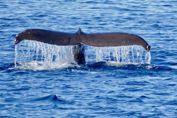 whale-watching-dana-point